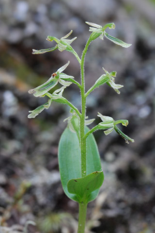 listera borealis