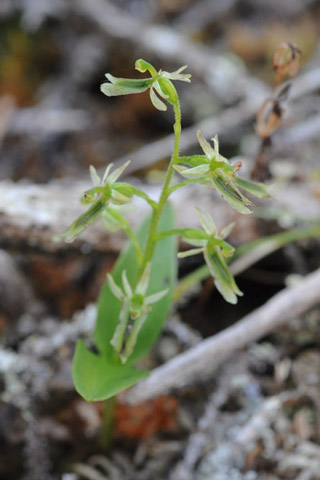 listera borealis