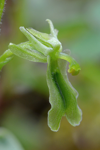 listera borealis