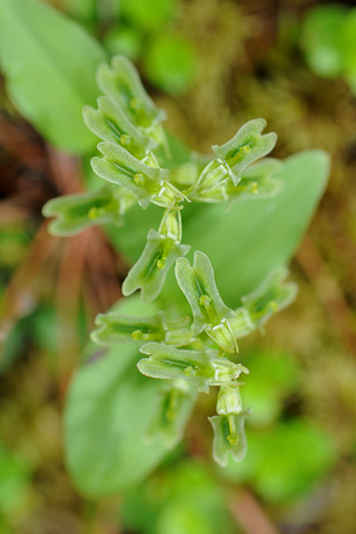 listera borealis