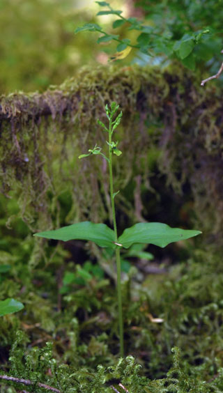 listera caurina