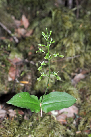 listera caurina