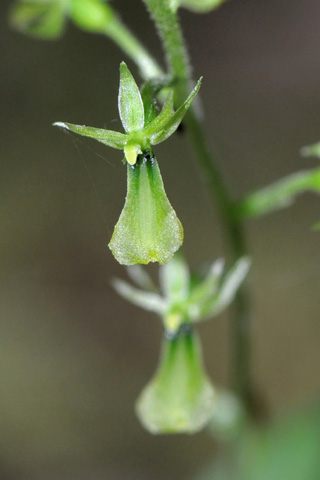 listera caurina