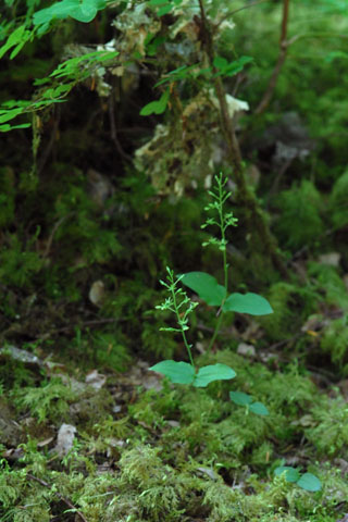 listera caurina
