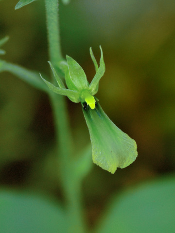 Cypripedium acaule