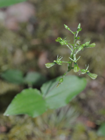 listera caurina