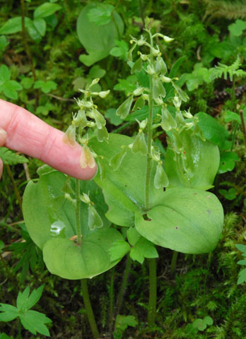 listera convallarioides