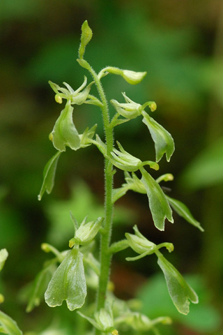 listera convallarioides