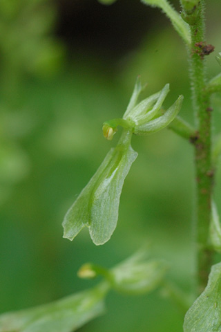 listera convallarioides