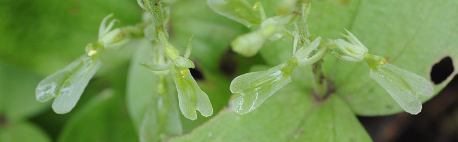 listera convallarioides