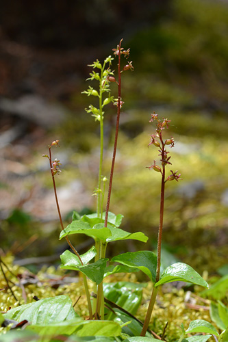 Listera cordata