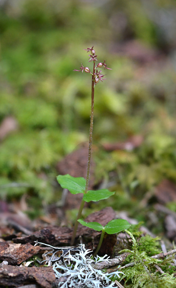 Listera cordata