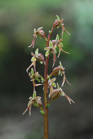 Listera cordata