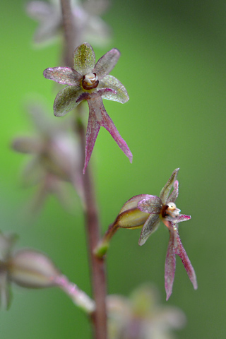 Listera cordata