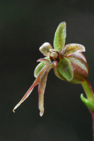 Listera cordata