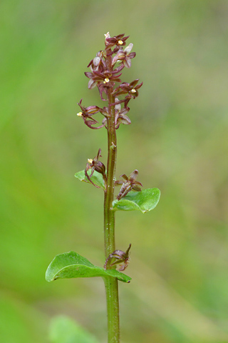 listera cordata