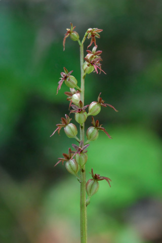 listera cordata