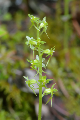 listera cordata