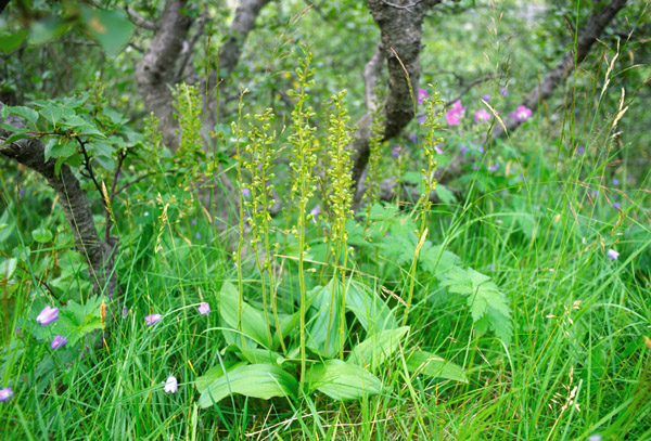 listera ovata