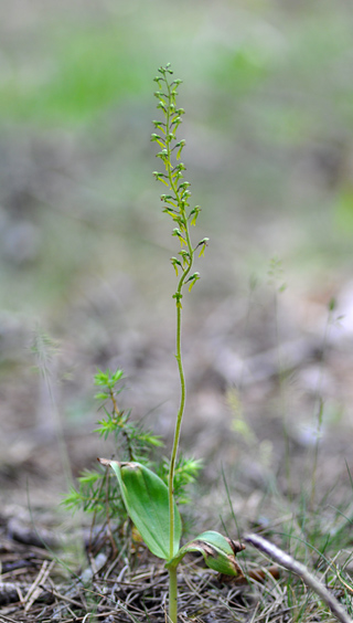 listera ovata