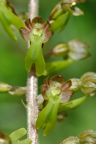 listera ovata