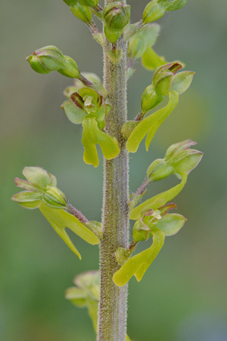 listera ovata