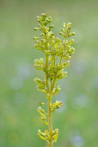 listera ovata