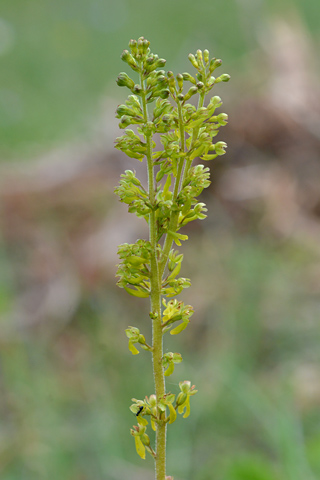 listera ovata