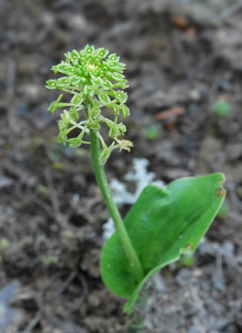 Malaxis unifolia