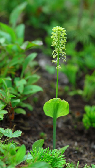 Malaxis unifolia