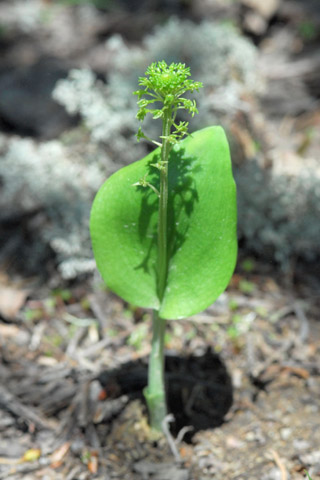 Malaxis unifolia