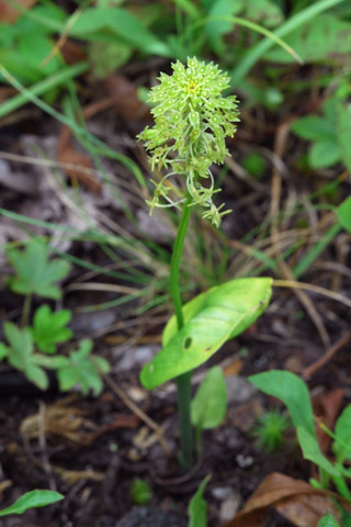 Malaxis unifolia