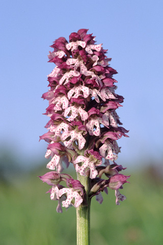 Neotinea lactea x ustulata