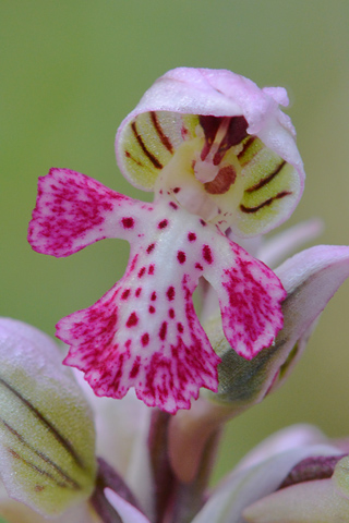 Neotinea lactea