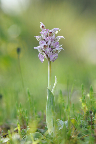 Neotinea lactea