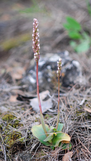 Neotinea maculata