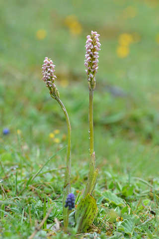 Neotinea maculata