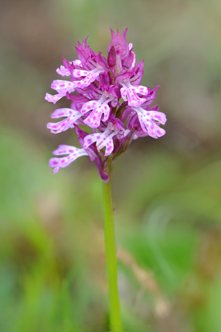 Neotinea tridentata x ustulata