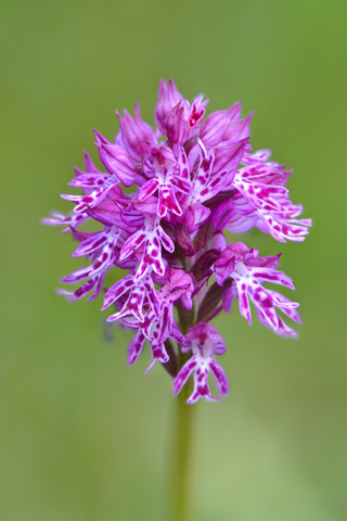 Neotinea tridentata x ustulata