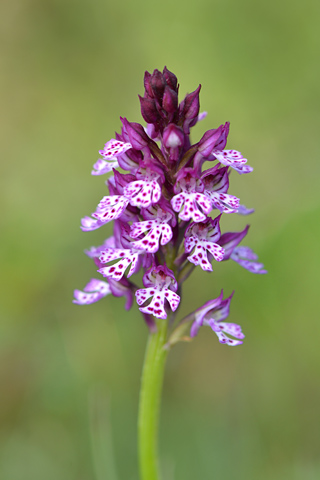 Neotinea tridentata x ustulata