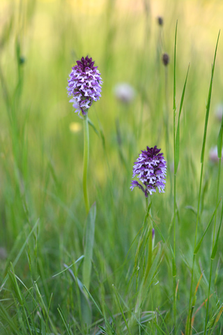 Neotinea tridentata x ustulata