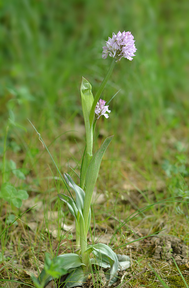 Neotinea tridentata