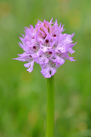 Neotinea tridentata