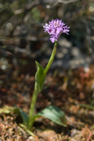 Neotinea commutata