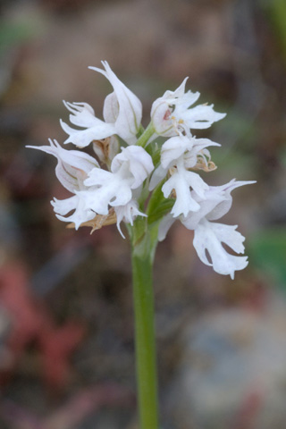 Neotinea tridentata hypochrome