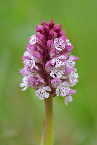 Neotinea conica x ustulata