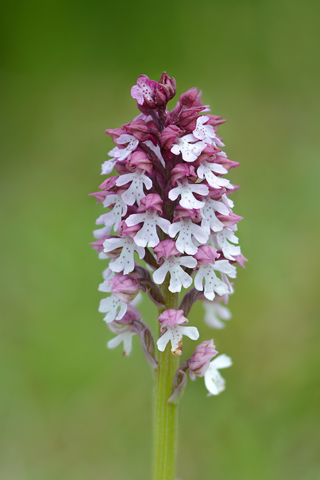 Neotinea lactea x ustulata