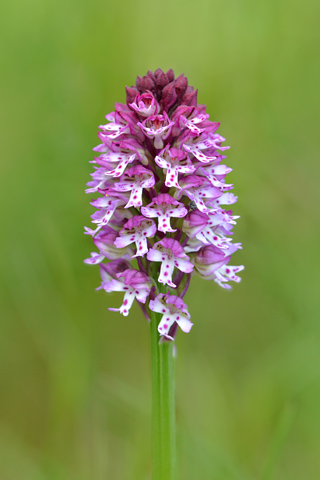 Neotinea tridentata x ustulata