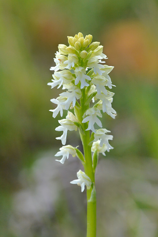 Neotinea ustulata