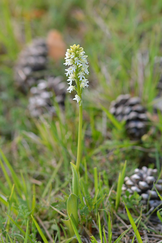 Neotinea ustulata